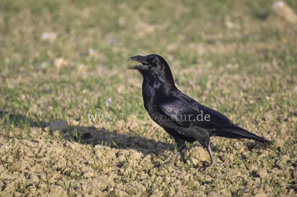 Fokus-Natur Bild