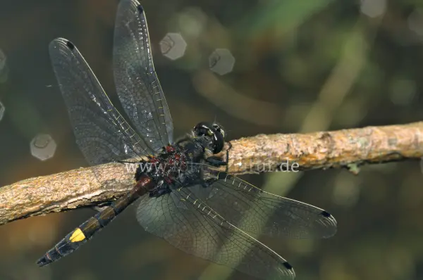 Fokus-Natur Bild