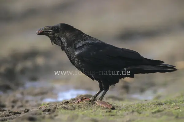 Fokus-Natur Bild
