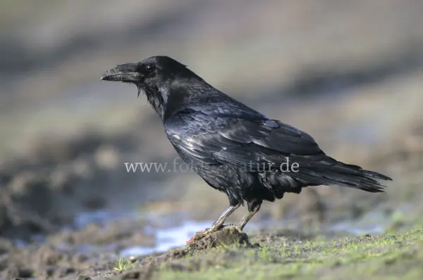 Fokus-Natur Bild