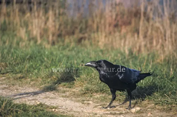 Fokus-Natur Bild