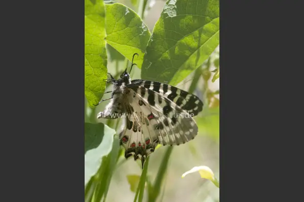 Fokus-Natur Bild