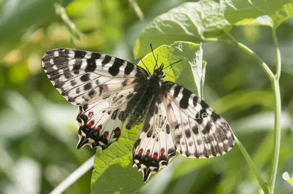 Fokus-Natur Bild