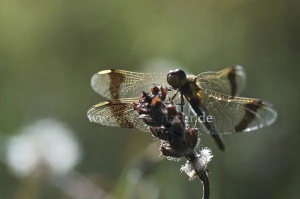 Fokus-Natur Bild