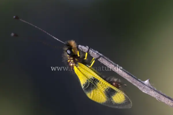 Fokus-Natur Bild