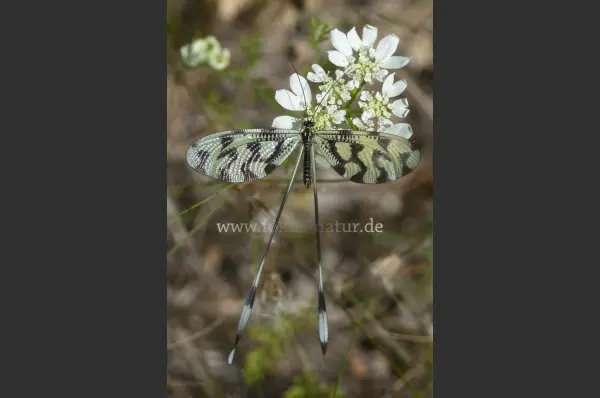 Fokus-Natur Bild