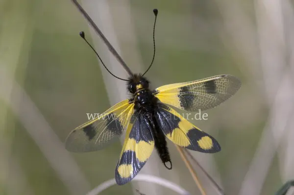 Fokus-Natur Bild