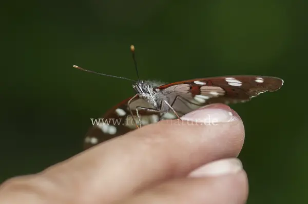 Fokus-Natur Bild