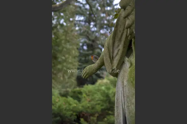 Fokus-Natur Bild