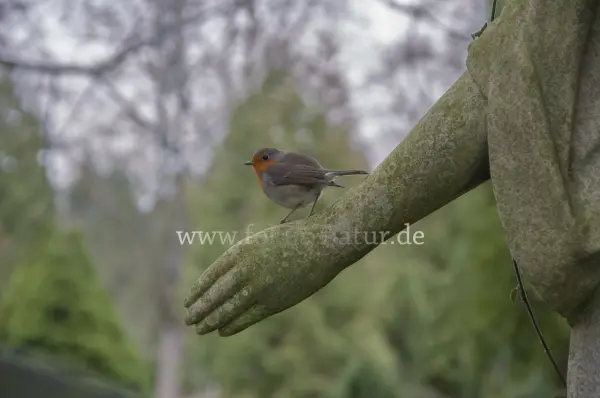 Fokus-Natur Bild