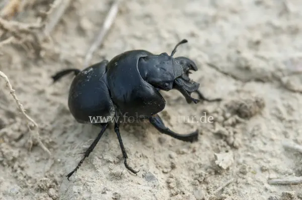 Fokus-Natur Bild