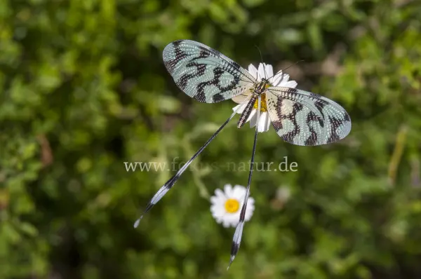 Fokus-Natur Bild