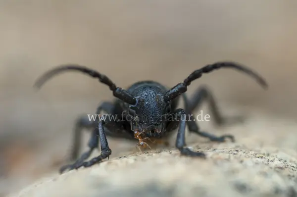 Fokus-Natur Bild