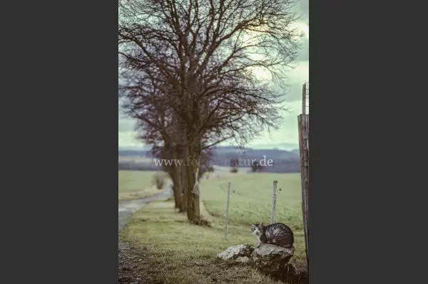 Fokus-Natur Bild