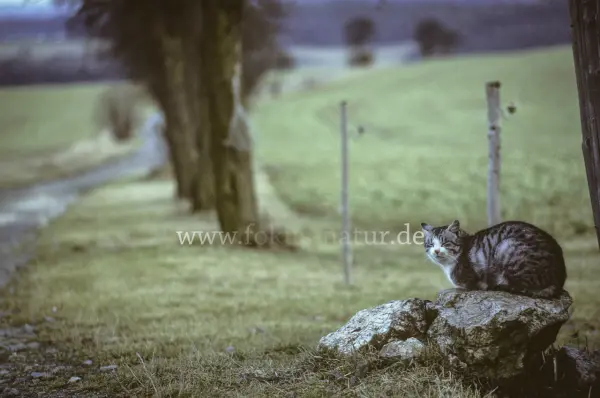 Fokus-Natur Bild