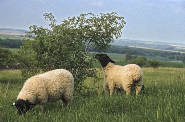 Fokus-Natur Bild