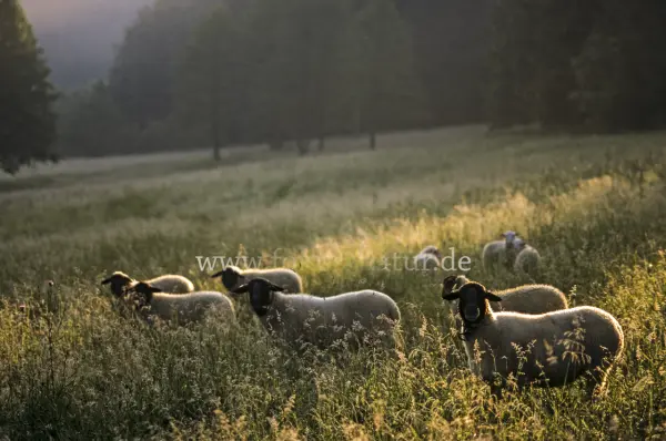 Fokus-Natur Bild