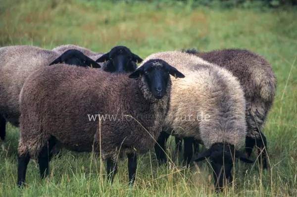 Fokus-Natur Bild