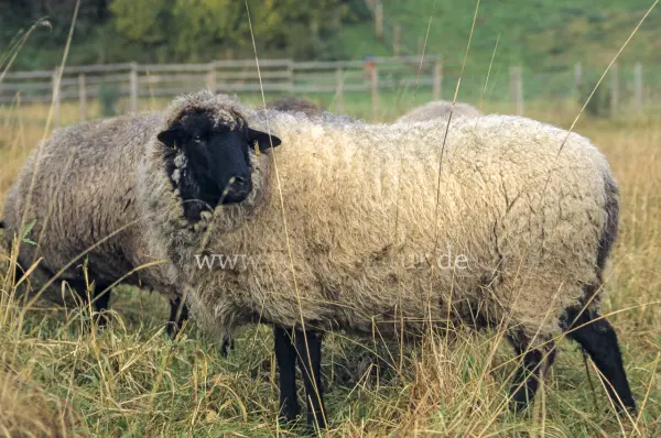 Fokus-Natur Bild