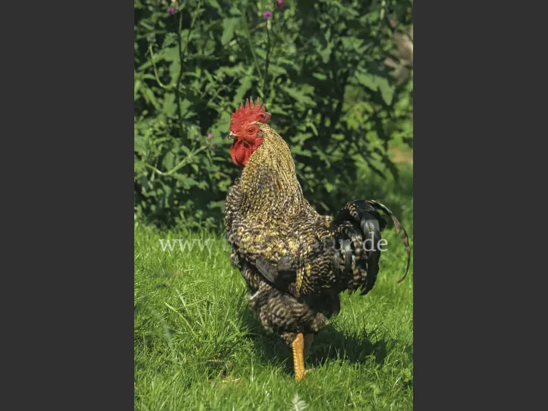 4185
