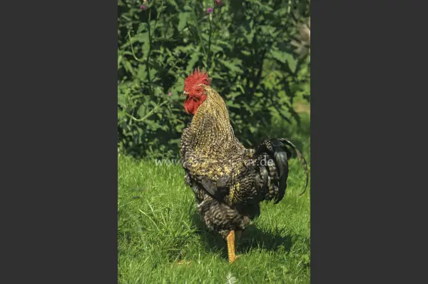 Fokus-Natur Bild