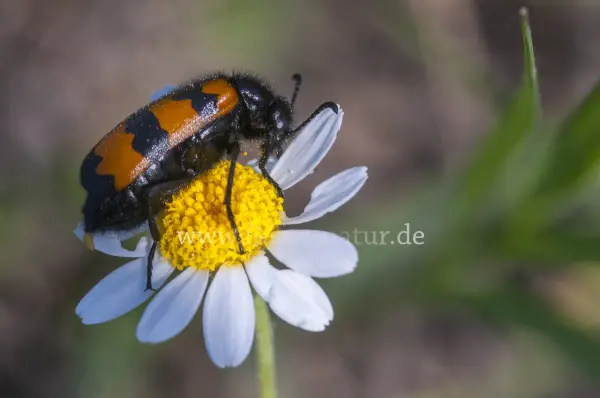 Fokus-Natur Bild