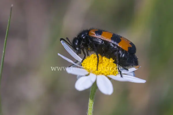 Fokus-Natur Bild