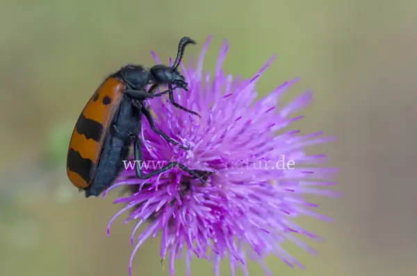 Fokus-Natur Bild
