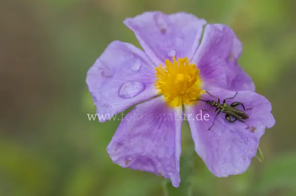 Fokus-Natur Bild