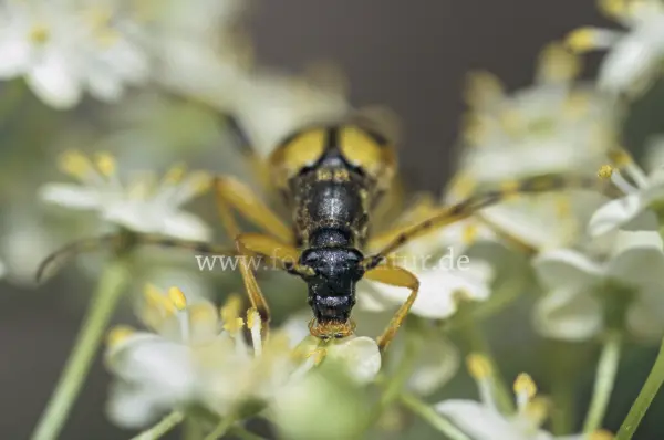 Fokus-Natur Bild