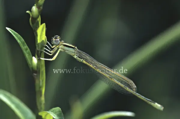 Fokus-Natur Bild