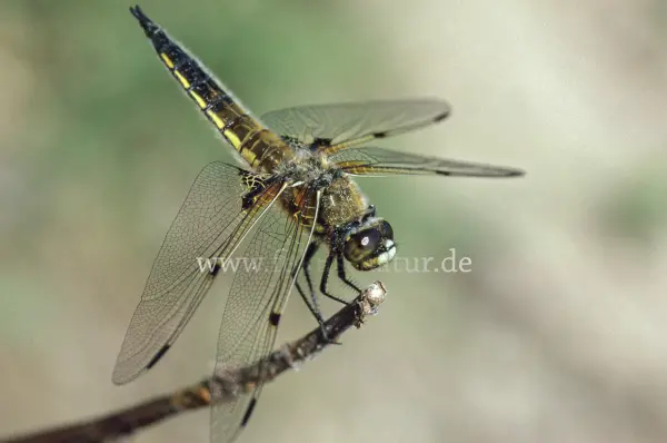 Fokus-Natur Bild