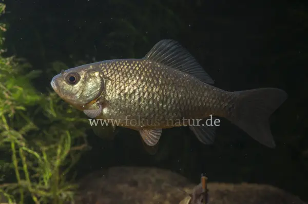 Fokus-Natur Bild