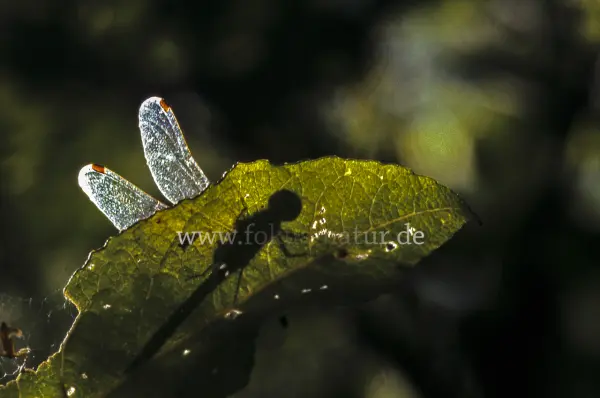 Fokus-Natur Bild