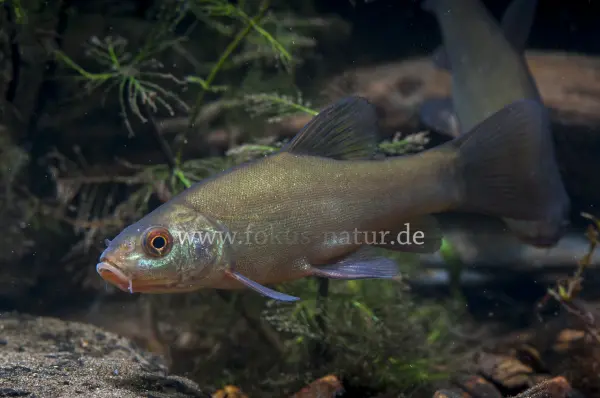 Fokus-Natur Bild