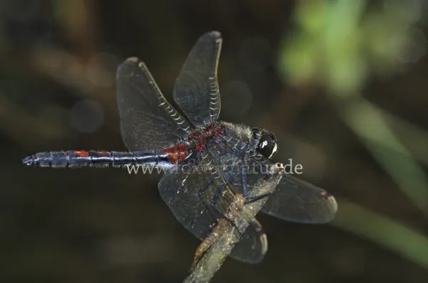 Fokus-Natur Bild