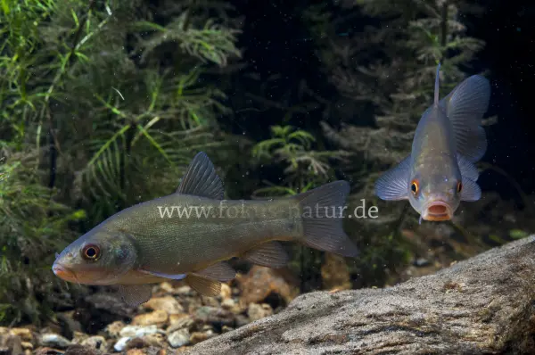 Fokus-Natur Bild