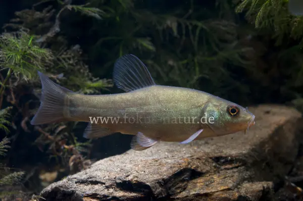 Fokus-Natur Bild