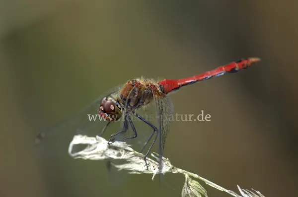 Fokus-Natur Bild