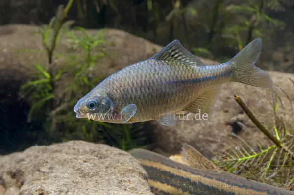 Fokus-Natur Bild