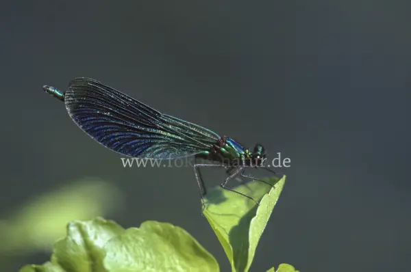 Fokus-Natur Bild