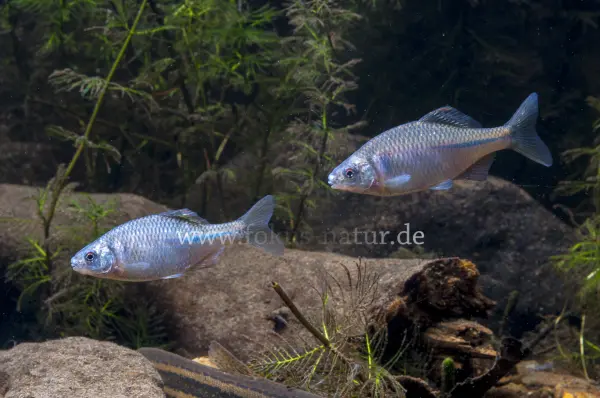 Fokus-Natur Bild