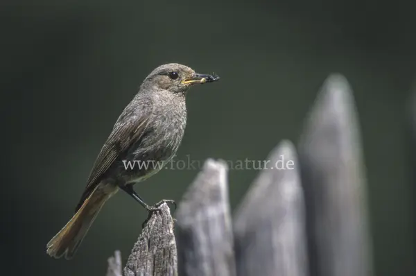 Fokus-Natur Bild