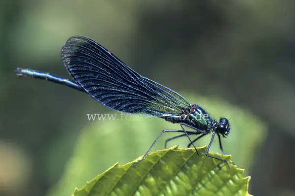 Fokus-Natur Bild