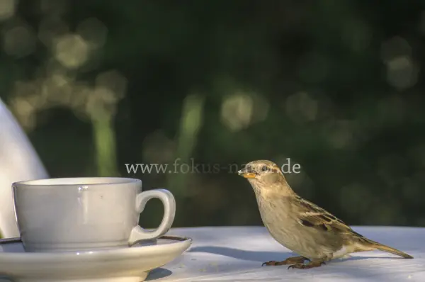 Fokus-Natur Bild