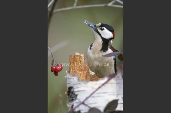 Fokus-Natur Bild