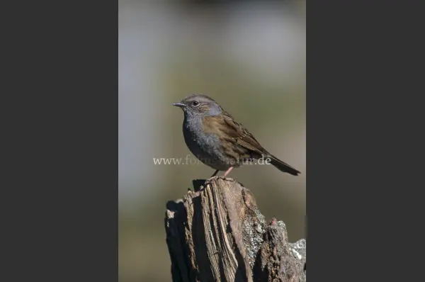 Fokus-Natur Bild