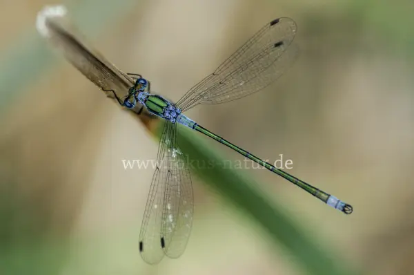 Fokus-Natur Bild