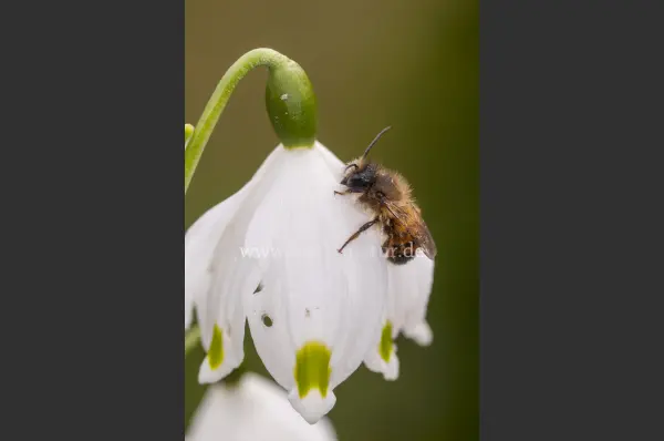Fokus-Natur Bild