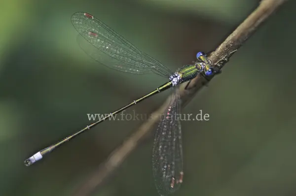 Fokus-Natur Bild